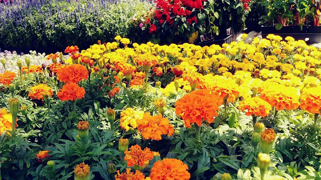 Scioto Blooms Greenhouse | 13071 Walker Rd, Ashville, OH 43103, USA | Phone: (740) 983-6655