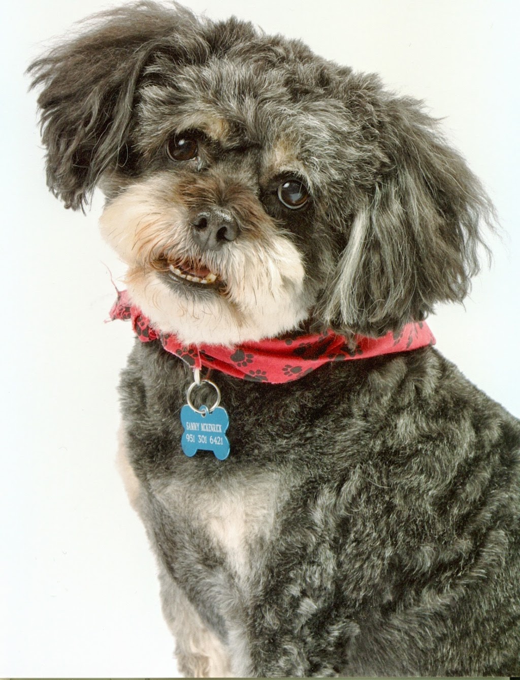 Bow Wow Bath House | 29800 Bradley Rd STE 122, Menifee, CA 92586, USA | Phone: (951) 246-2284 Bow Wow Bath House | 29800 Bradley Rd STE 122, Menifee, CA 92586, USA | Phone: (951) 246-2284