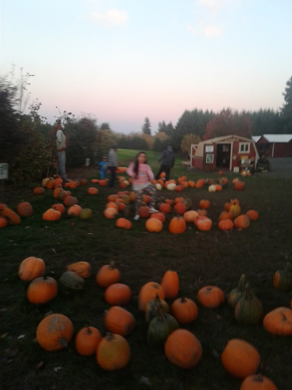 B and B Orchards | 18497 Mineral Springs Rd NE, Hubbard, OR 97032, USA | Phone: (503) 720-7210