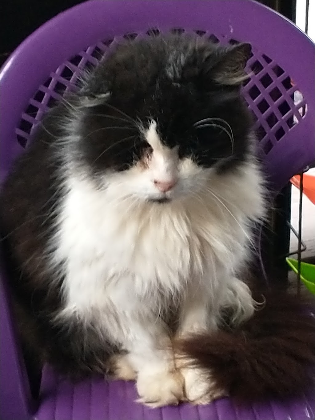 Animal Medical Center Uniontown | 783 Morgantown Rd, Uniontown, PA 15401, USA | Phone: (724) 438-8554