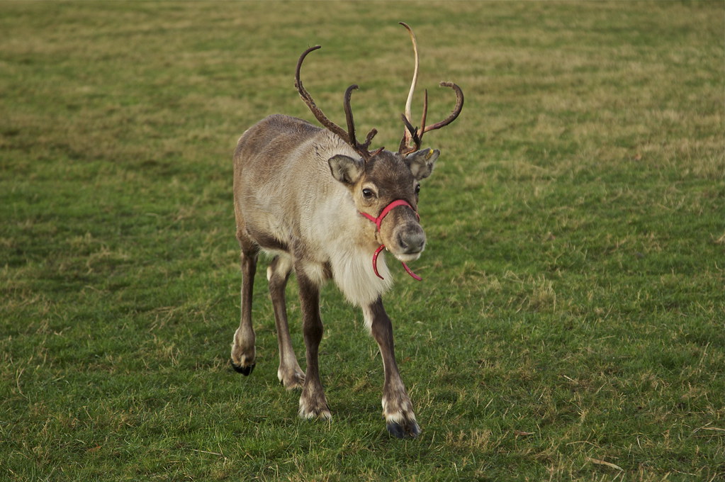 Rudolphs Reindeer Rental | 18205 TX-242, Conroe, TX 77302, USA | Phone: (832) 512-7284