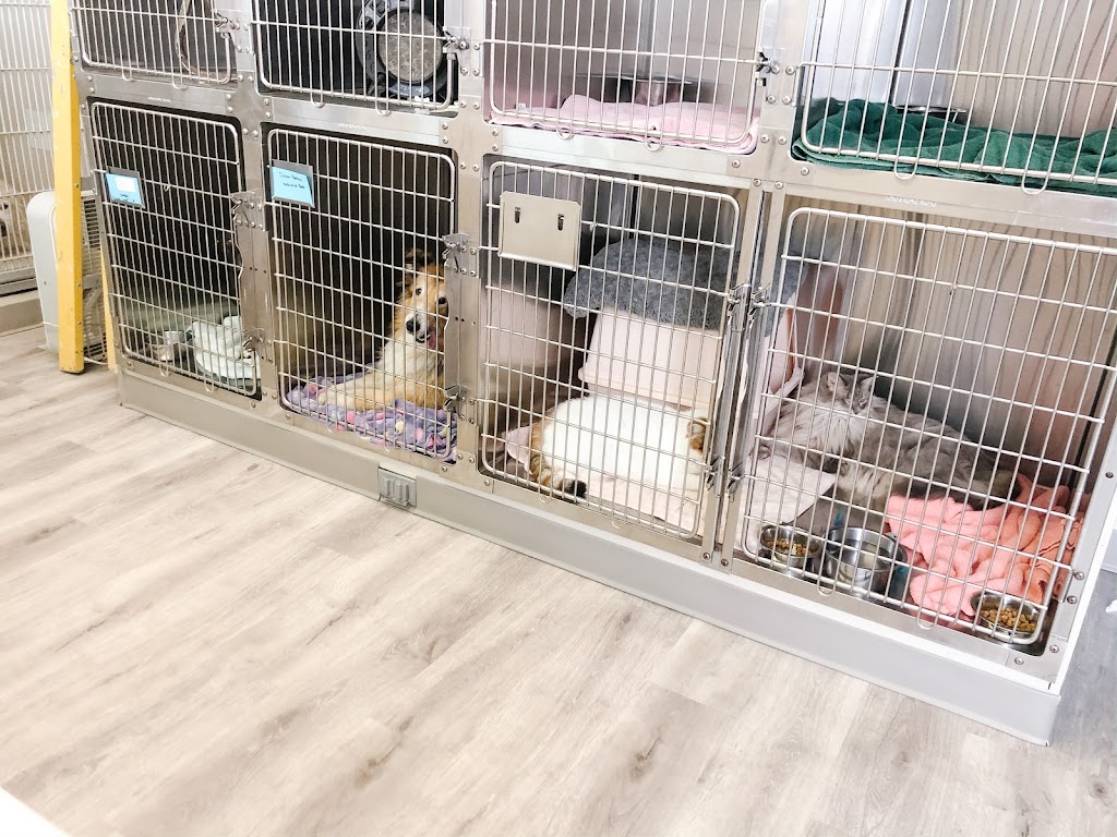 Island Animal Clinic | 5343 Gulf Dr # 900, Holmes Beach, FL 34217, USA | Phone: (941) 778-2445