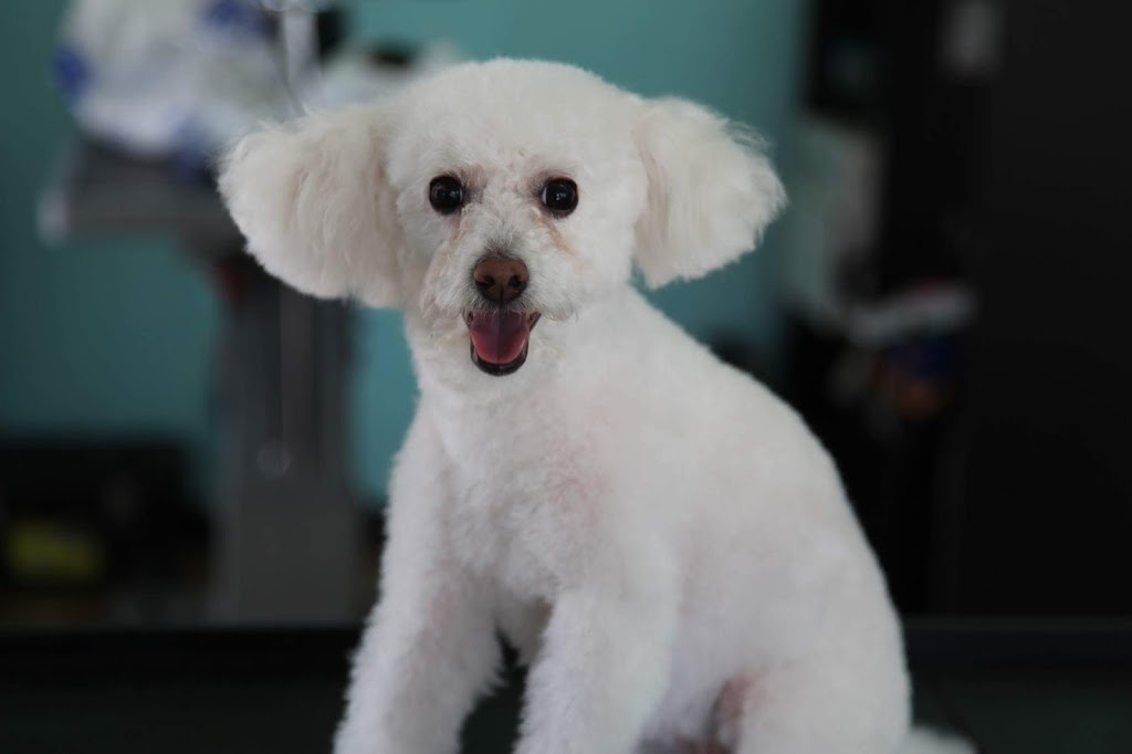 Unleashed Dog Grooming | 10300 Beaumont Ave, Cherry Valley, CA 92223, USA | Phone: (951) 845-3974