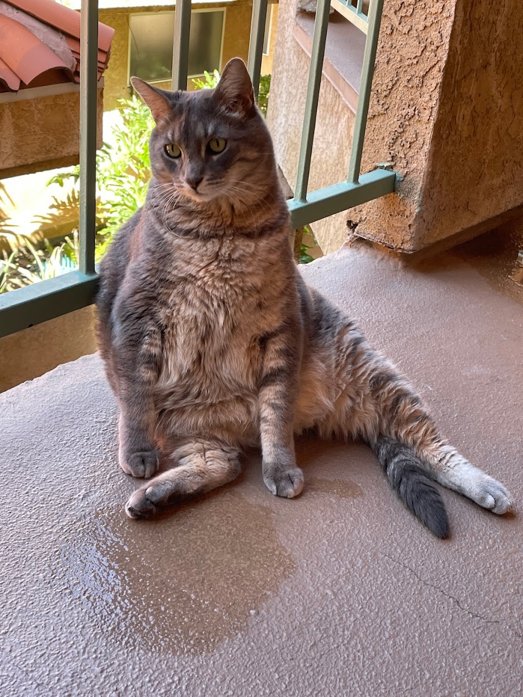 Huntington Park Dog & Cat Clinic | 6083 State St, Huntington Park, CA 90255, USA | Phone: (323) 770-3311