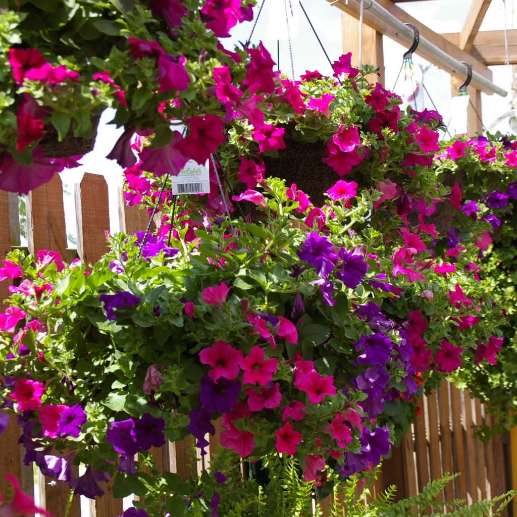 McCabes Greenhouse & Floral | 1066 W Eads Pkwy, Lawrenceburg, IN 47025, USA | Phone: (812) 537-4525