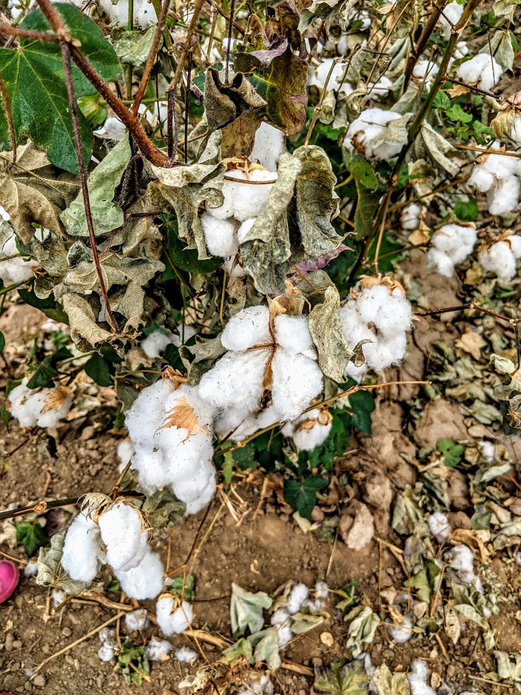 Discover Marana Visitor Center | 13251 N Lon Adams Rd, Marana, AZ 85653, USA | Phone: (520) 639-8040