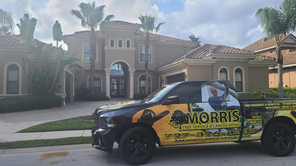 Morris Tree Service | 9507 State Rd 52, Hudson, FL 34669, USA | Phone: (727) 326-4337