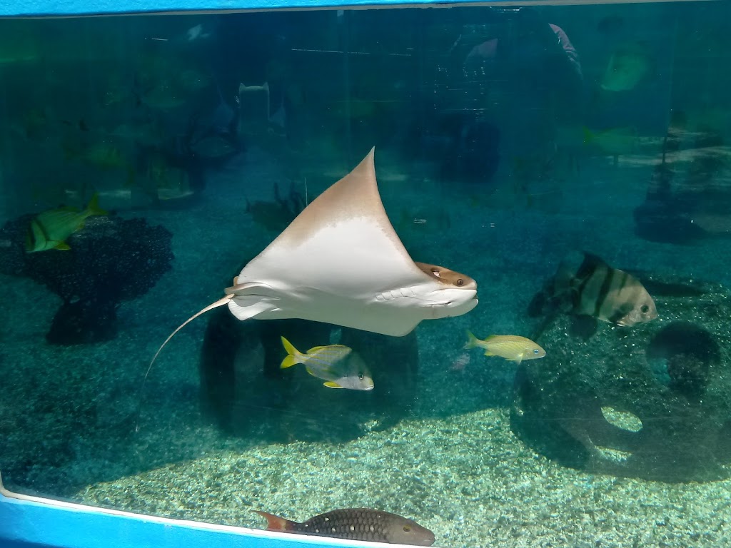 St. Augustine Aquarium | 2045 FL-16, St. Augustine, FL 32084, USA | Phone: (904) 429-9777