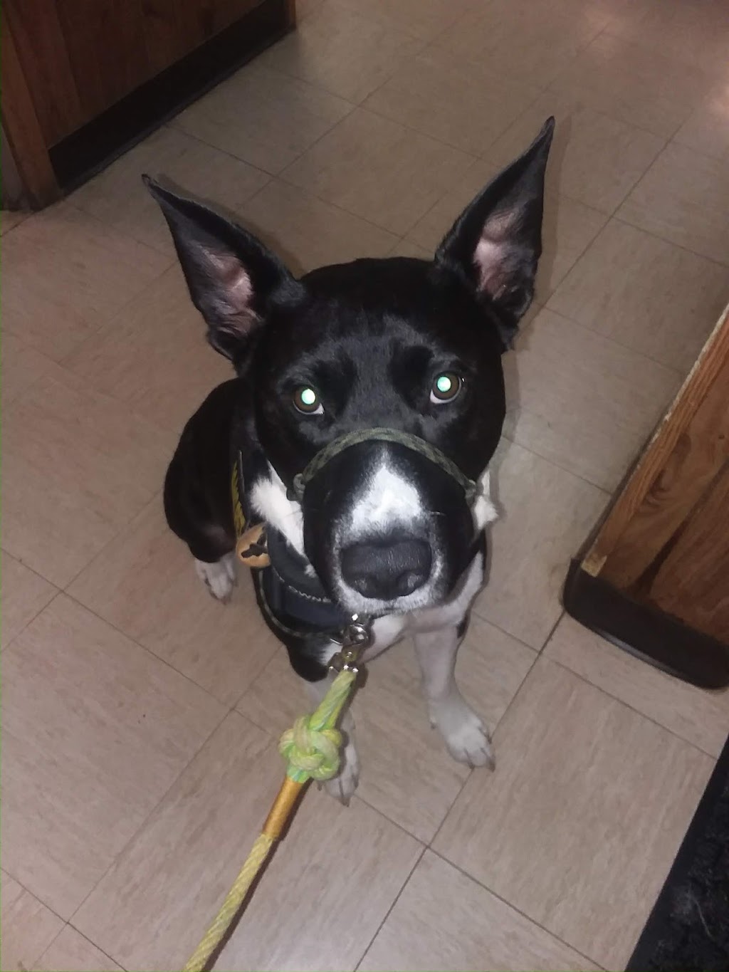 Sparta Animal Clinic | 1031 South Street Louis Street, Sparta, IL 62286, USA | Phone: (618) 443-2011