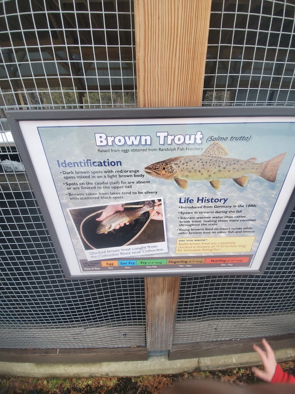 New York State Fish Hatchery | 7169 Fish Hatchery Rd, Bath, NY 14810, USA | Phone: (607) 776-7087