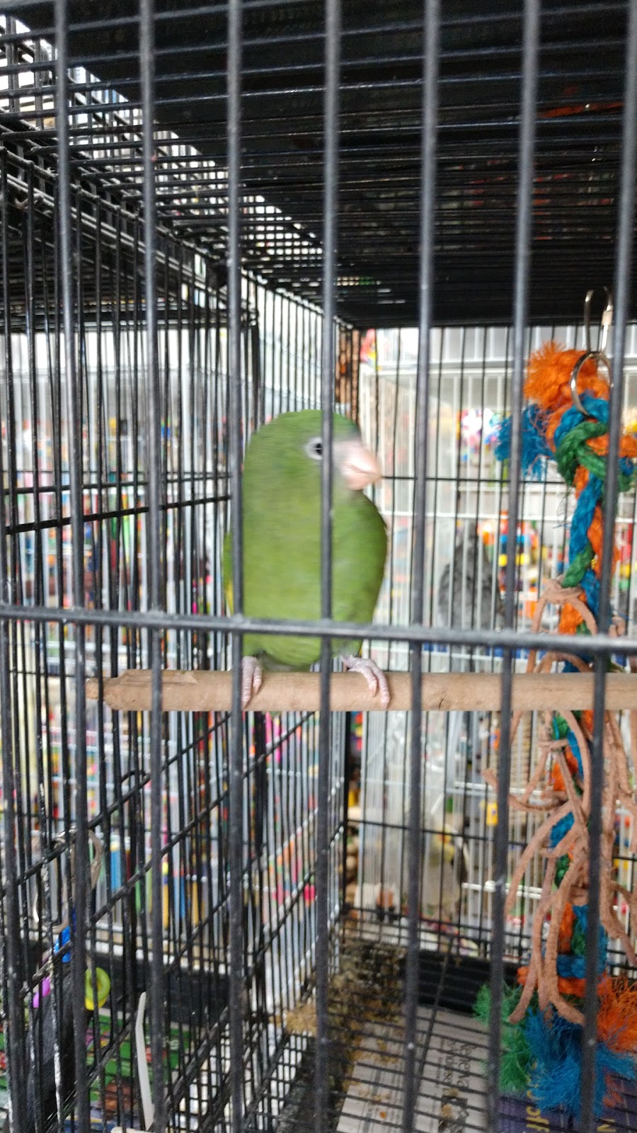 The Perfect Parrot | 10646 Riverside Dr, North Hollywood, CA 91602, USA | Phone: (818) 506-5456