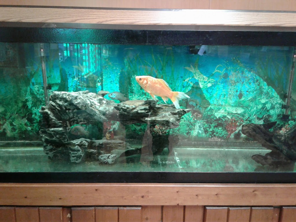 China Inn Restaurant/ No delivery | 216 New Castle Ave, New Castle, DE 19720, USA | Phone: (302) 655-7746