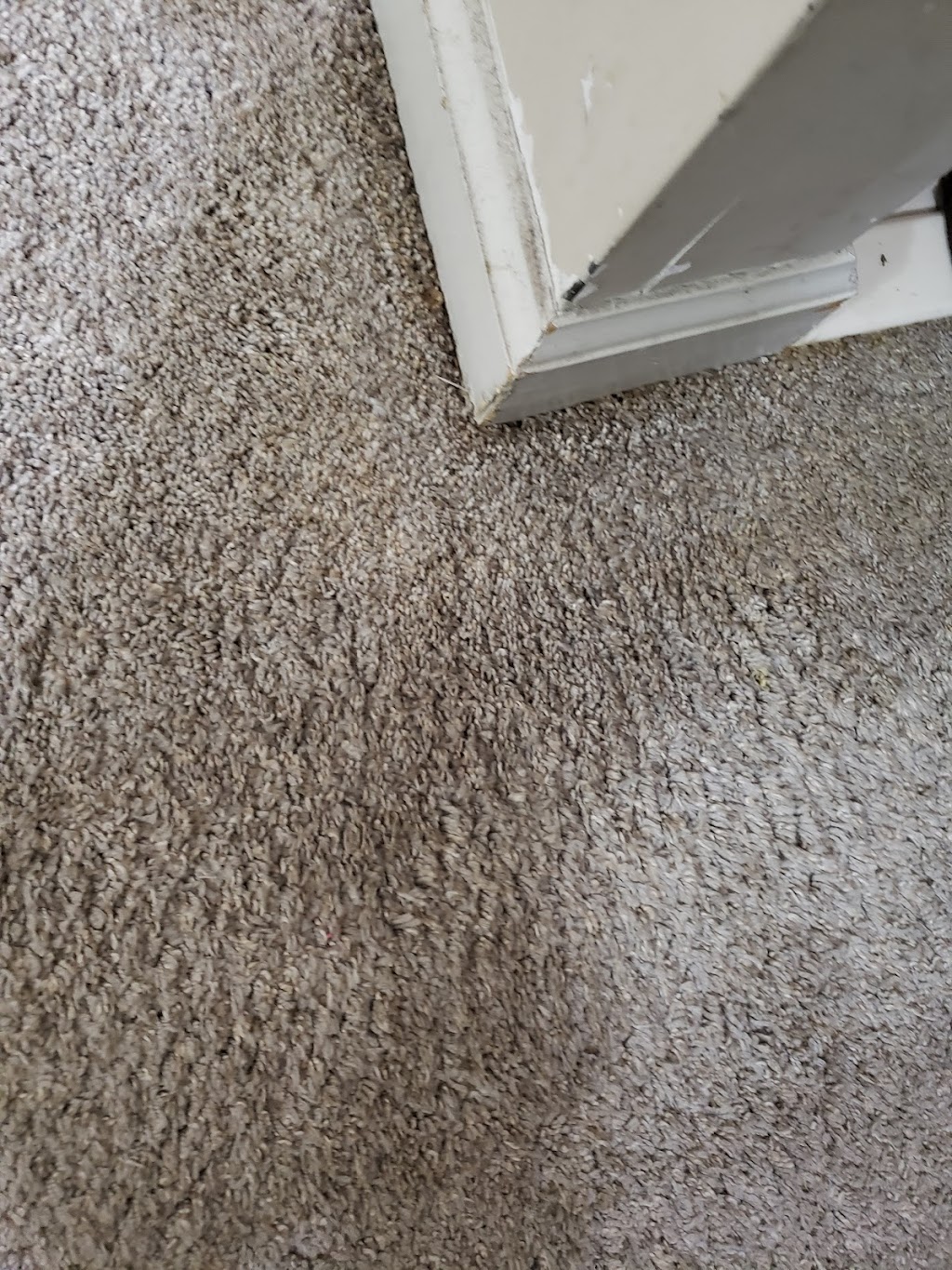Trinity Carpet Cleaning | 6460 Wells Grove Dr, Bartlett, TN 38135, USA | Phone: (901) 643-6735
