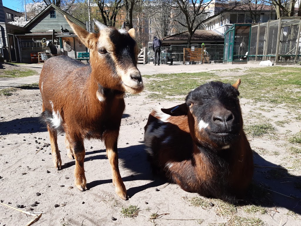 Kinderboerderij De Pijp | Lizzy Ansinghstraat 82, 1072 RD Amsterdam, Netherlands | Phone: 020 664 8303