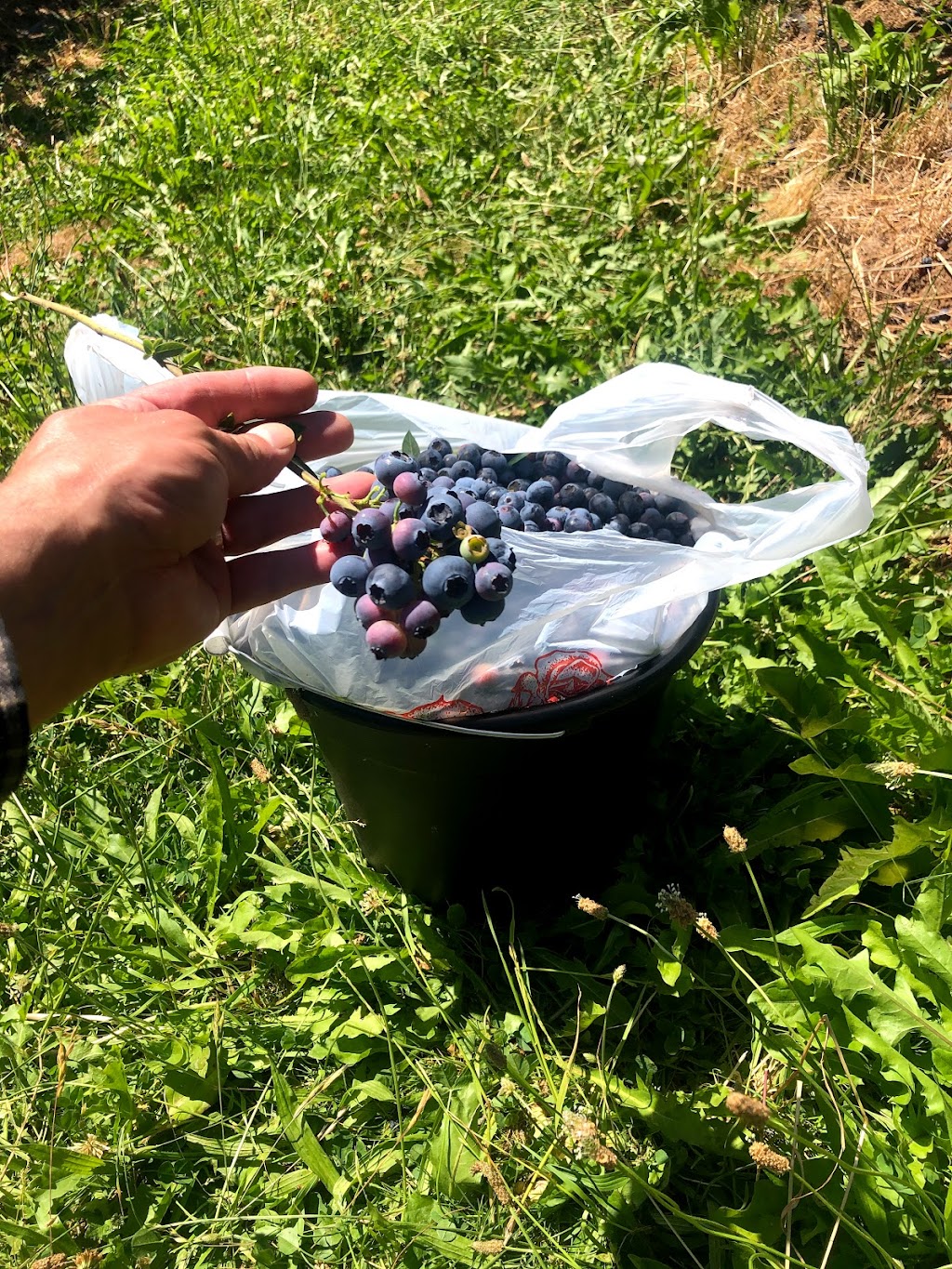 Nappe Farms- U Pick Blueberries | 10280 SE Orient Dr, Boring, OR 97009, USA | Phone: (503) 663-0885