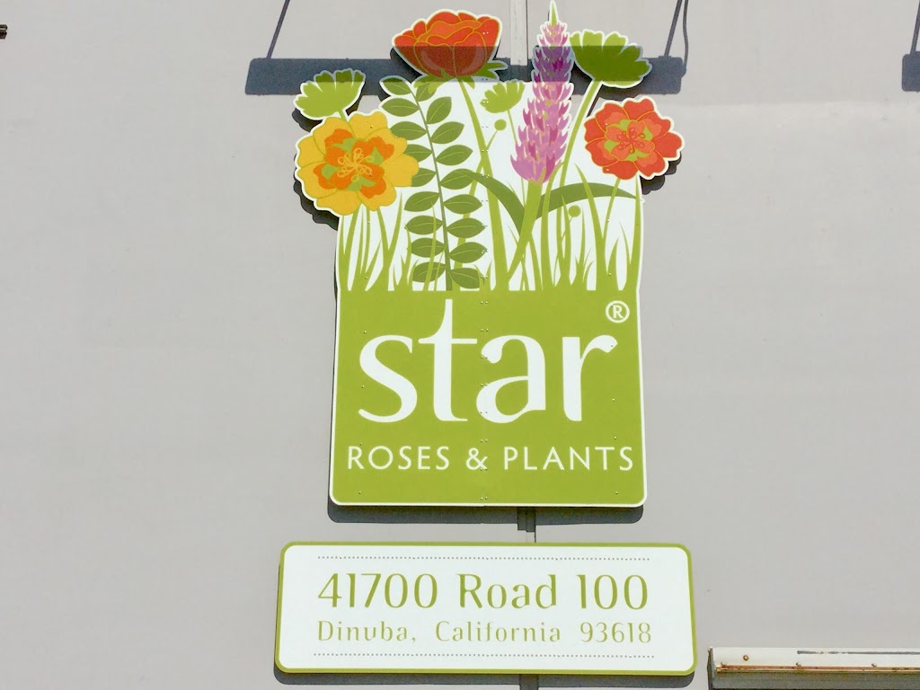 Star Roses & Plants | 41700 Rd 100, Dinuba, CA 93618, USA | Phone: (800) 457-1859