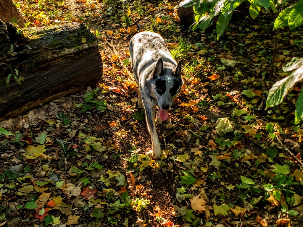 McNabb-Walter Nature Preserve - ACRES Land Trust | 16138 Davis Rd, Spencerville, IN 46788, USA | Phone: (260) 637-2273