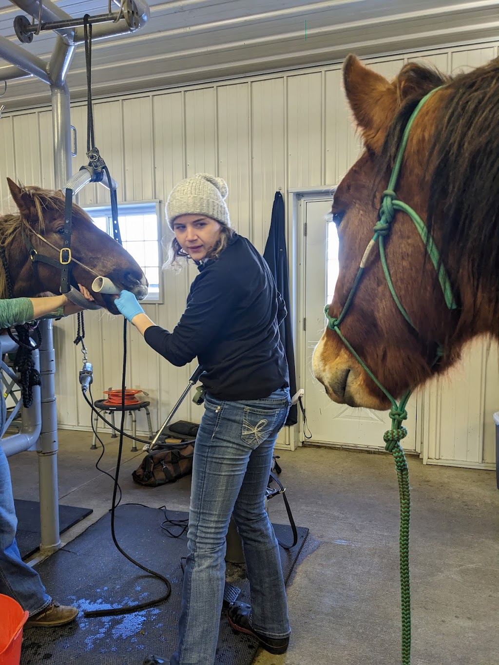 Sunrise Equine Veterinary Services | 39318 Poor Farm Rd, North Branch, MN 55056, USA | Phone: (651) 583-2162