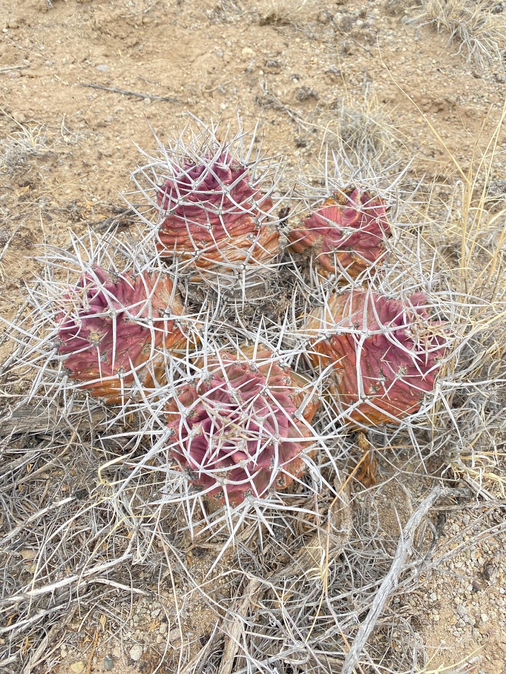 Ball Ranch ACEC - Bureau of Land Mangement | San Felipe Pueblo, NM 87001, USA | Phone: (505) 761-8911