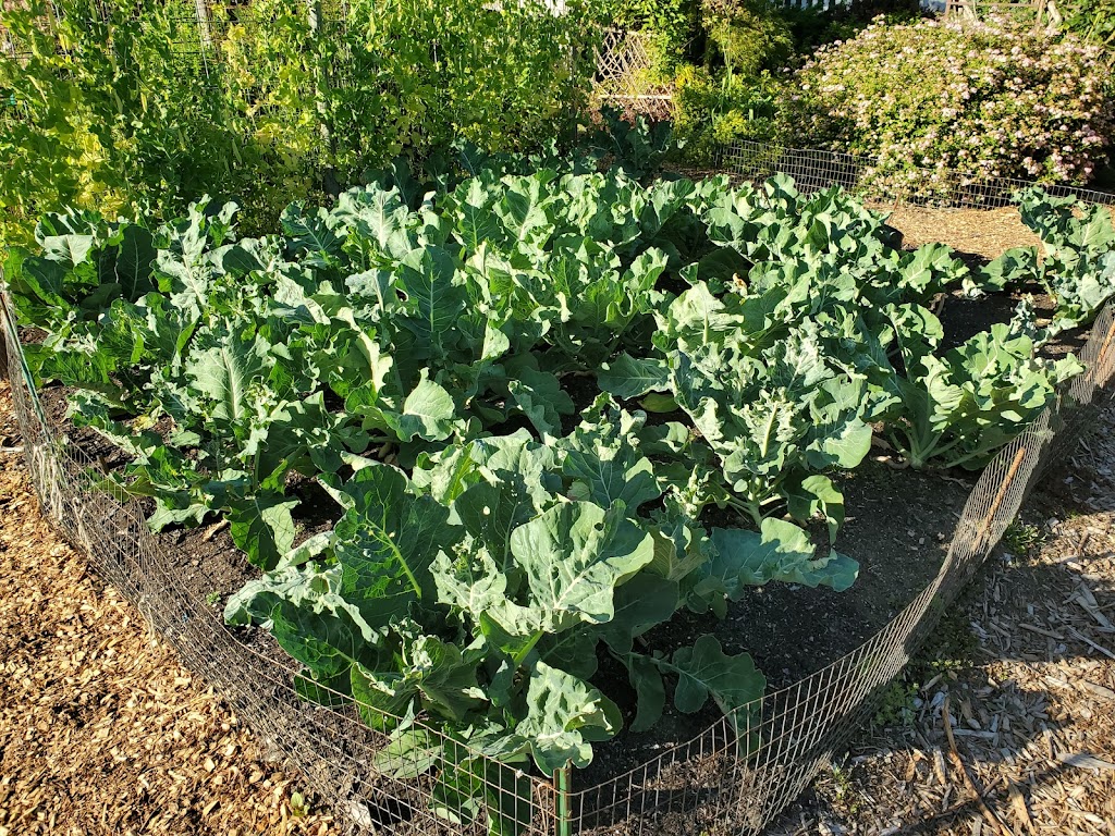 WSU Master Gardener Demonstration Garden | 6915 Armar Rd, Marysville, WA 98270, USA | Phone: (425) 338-2400