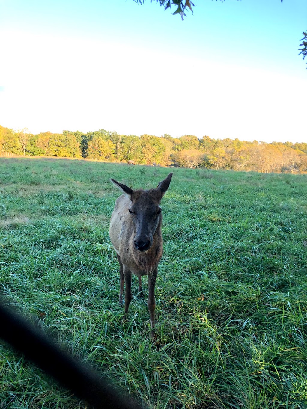 Native Hoofed Animal Enclosure - Lees Summit, MO 64064