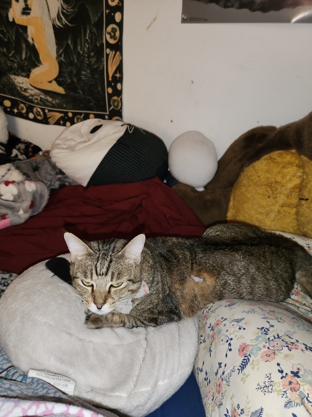 South Arlington Animal Clinic | 3315 S Collins St, Arlington, TX 76014, USA | Phone: (817) 274-3328