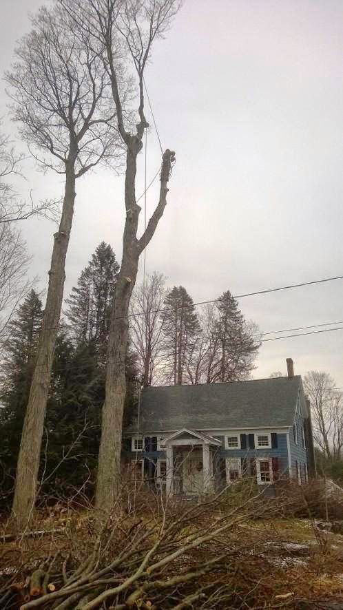 Welsh Tree Care | 2079 Cook Rd, Charlton, NY 12019, USA | Phone: (518) 813-7120