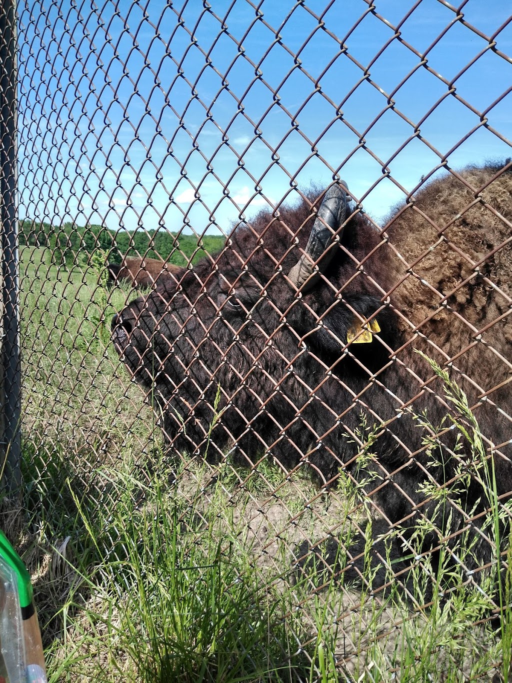 Native Hoofed Animal Enclosure | Lees Summit, MO 64064, USA | Phone: (816) 503-4800