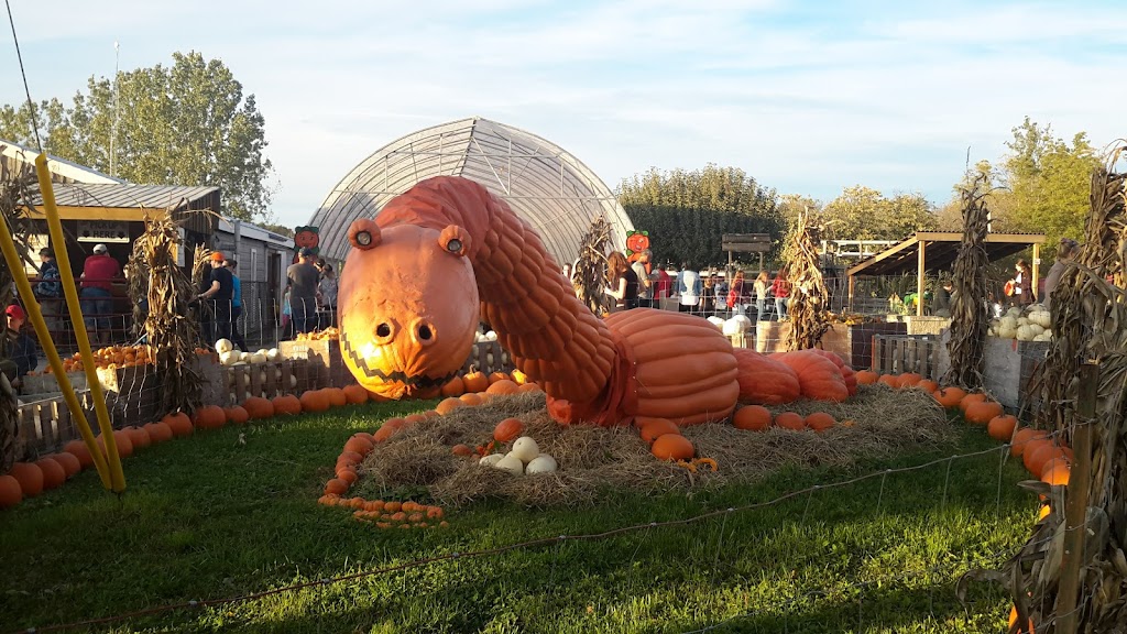 Howell Family Pumpkin Farm | 2878 Holland Rd, Fonthill, ON L0S 1E6, Canada | Phone: (905) 892-3918