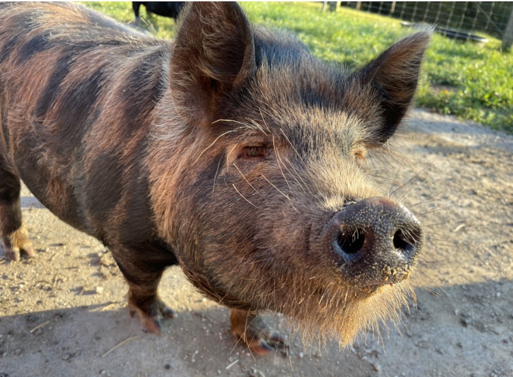 Little crooked creek safari | 1430 Little Crooked Creek Rd, Lawrenceburg, KY 40342, USA | Phone: (502) 445-6501