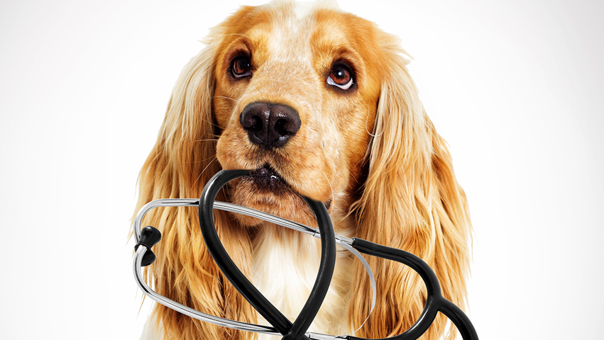 Valley Veterinary Internal Medicine | 6307 E Kings Ave, Scottsdale, AZ 85254, USA | Phone: (480) 828-0109