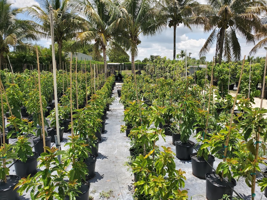 Als Fruit Trees LLC | 14000 SW 182 Ave, Miami, FL 33196 | Phone: (786) 351-1521