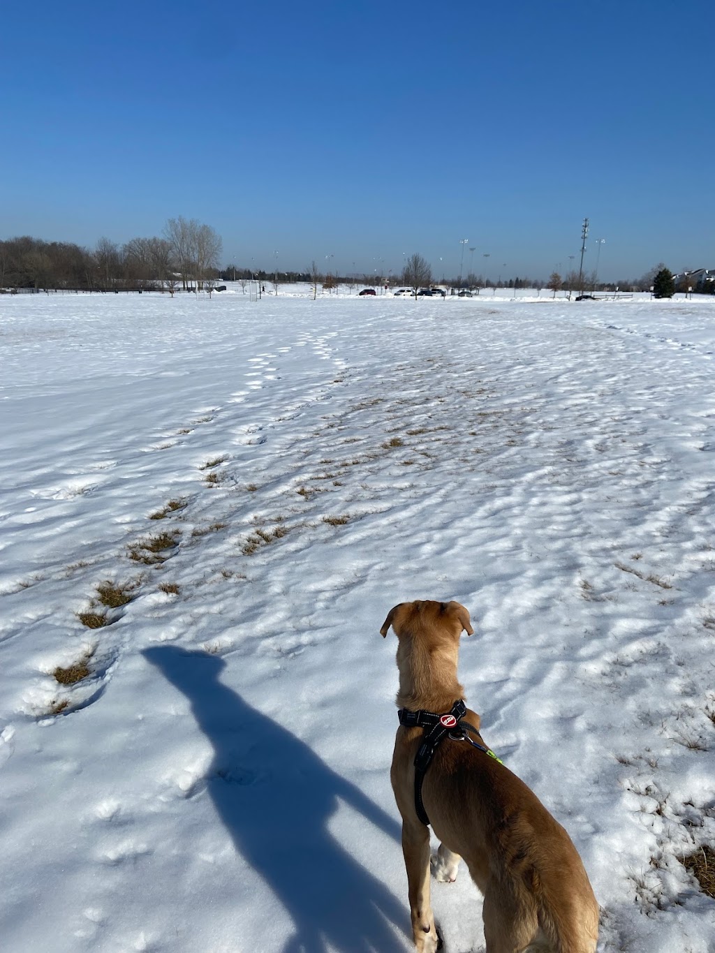 Northville Dog Park | 15801 Beck Rd, Northville, MI 48167, USA | Phone: (248) 349-0203