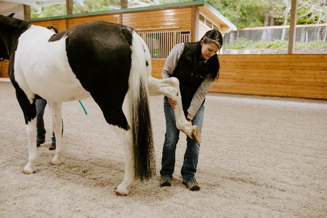 Evergreen Equine Veterinary Practice | 1924 Bickford Ave Ste. 101, Snohomish, WA 98290, USA | Phone: (360) 568-1114