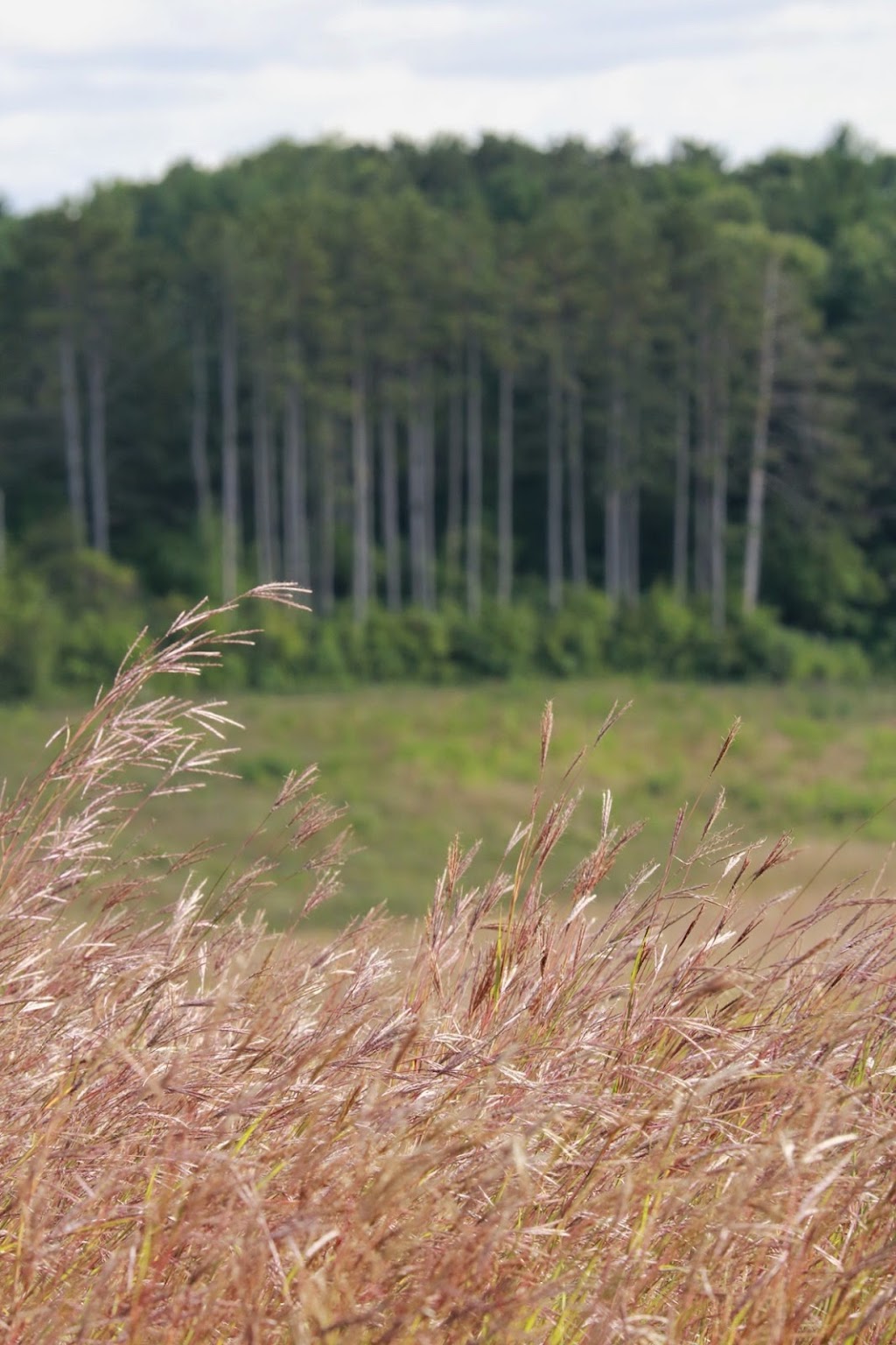 Belwin Conservancy: Stagecoach Prairie | 825 Stagecoach Trail S, Afton, MN 55001, USA | Phone: (651) 436-5189