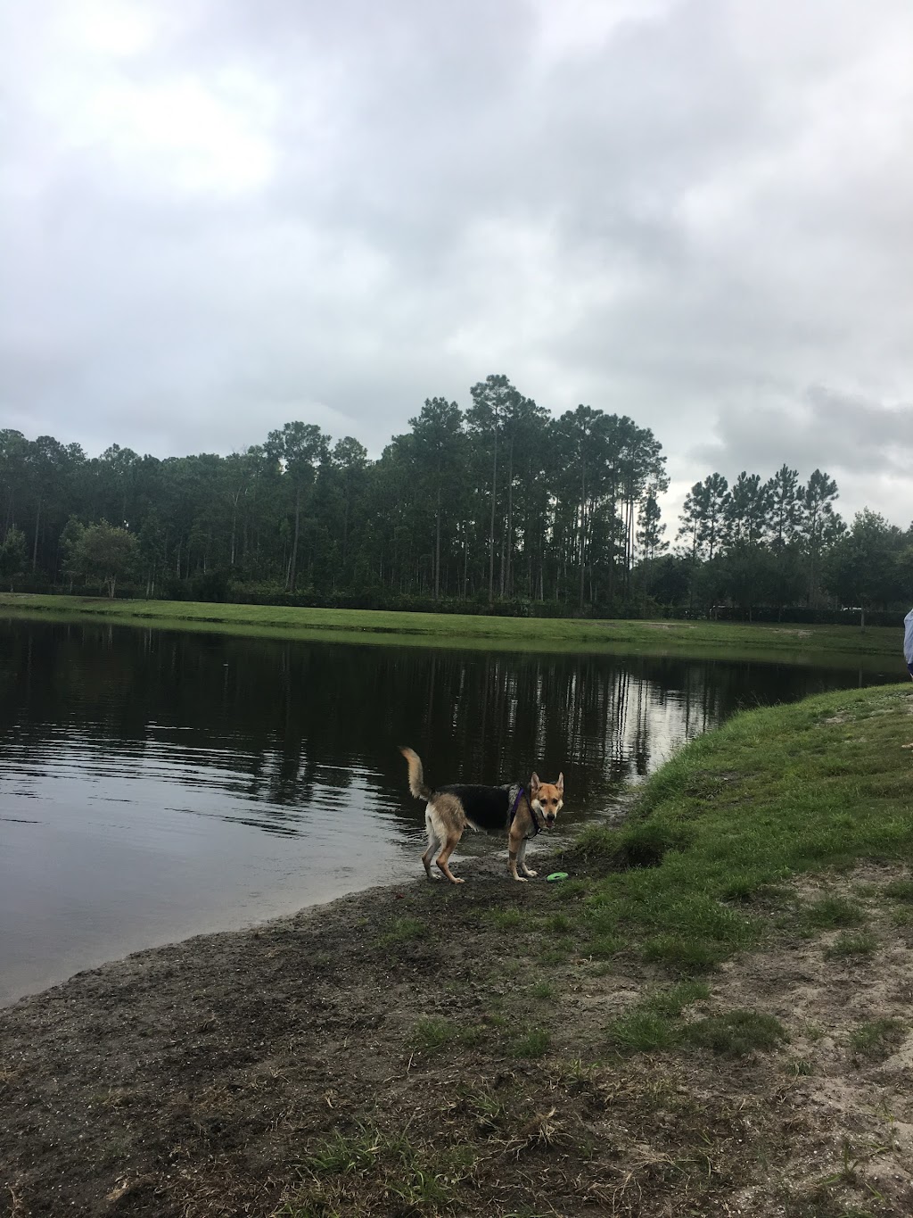 Nocatee Community Dog Park | 707 Nocatee Center Way, Ponte Vedra Beach, FL 32081, USA | Phone: (800) 662-2833