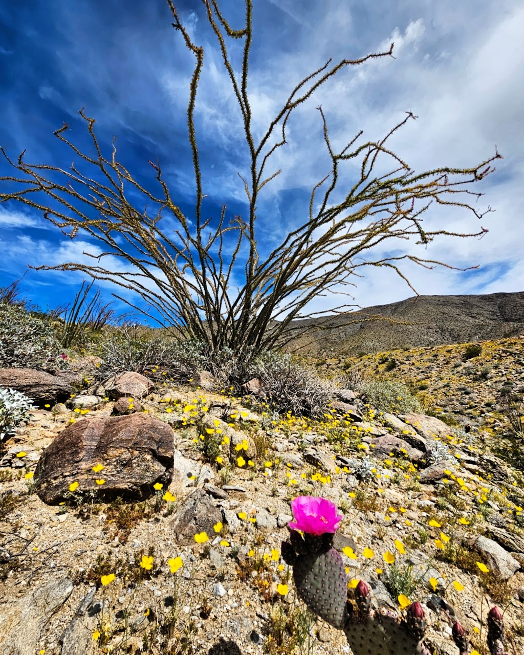 Anza-Borrego State Park Campground | 200 Palm Canyon Dr, Borrego Springs, CA 92004, USA | Phone: (760) 767-4037