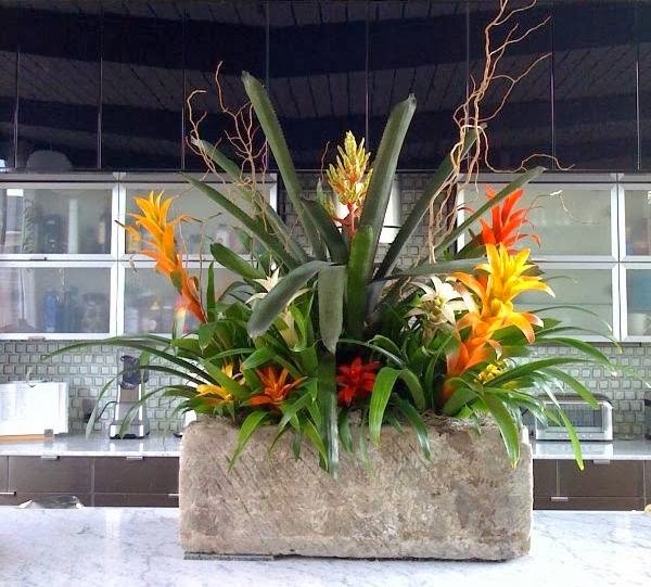 Exotic Plants Ltd | 1525 Fulton Ave, Sacramento, CA 95825, USA | Phone: (916) 922-4769