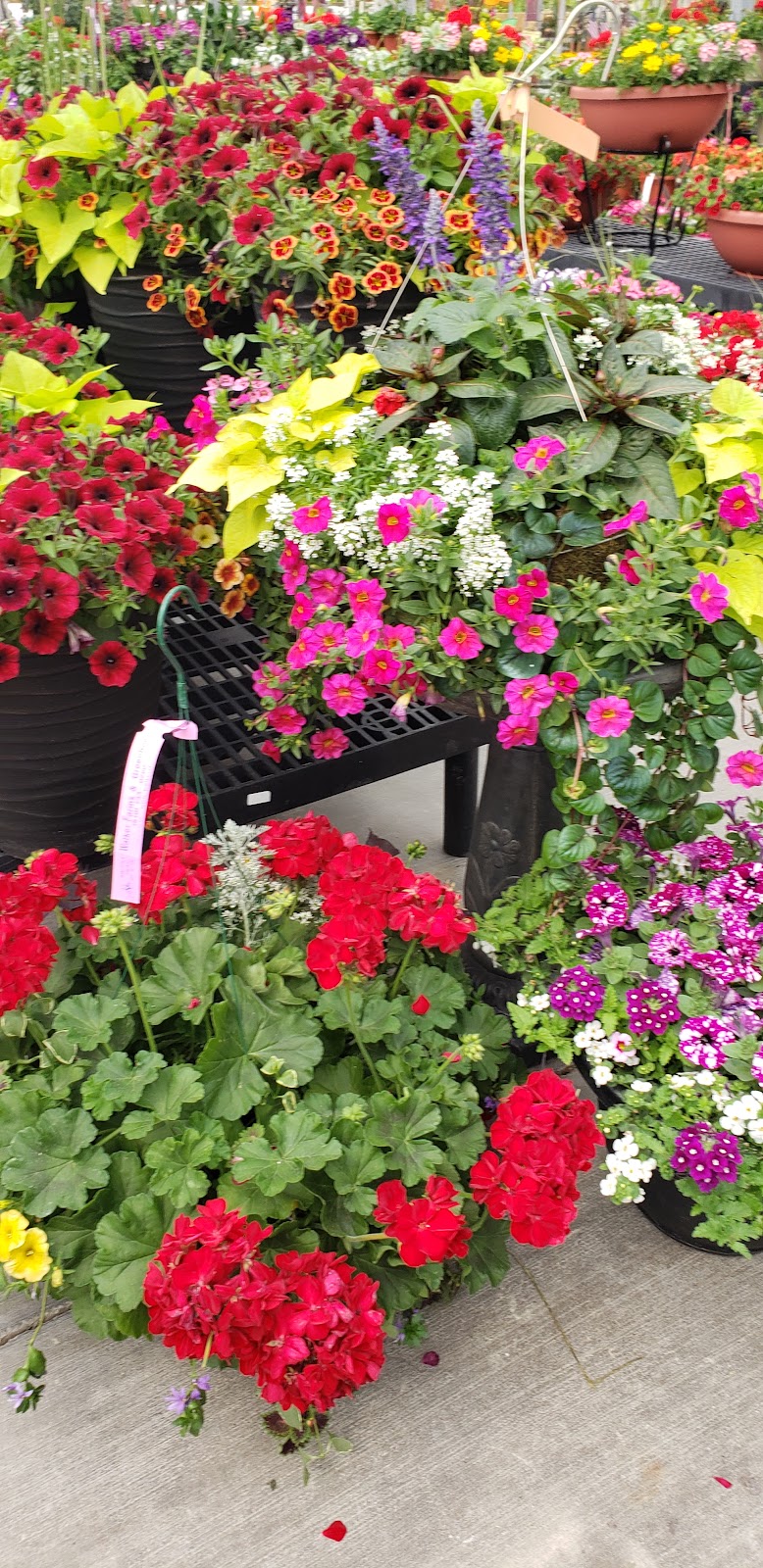 Wardells Garden Center | 7713 Dutch Rd #9732, Waterville, OH 43566, USA | Phone: (419) 878-4195