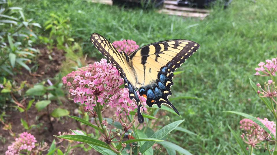 Laurens Garden Service & Native Plant Nursery | 13554 Triadelphia Rd, Ellicott City, MD 21042, USA | Phone: (410) 461-2535