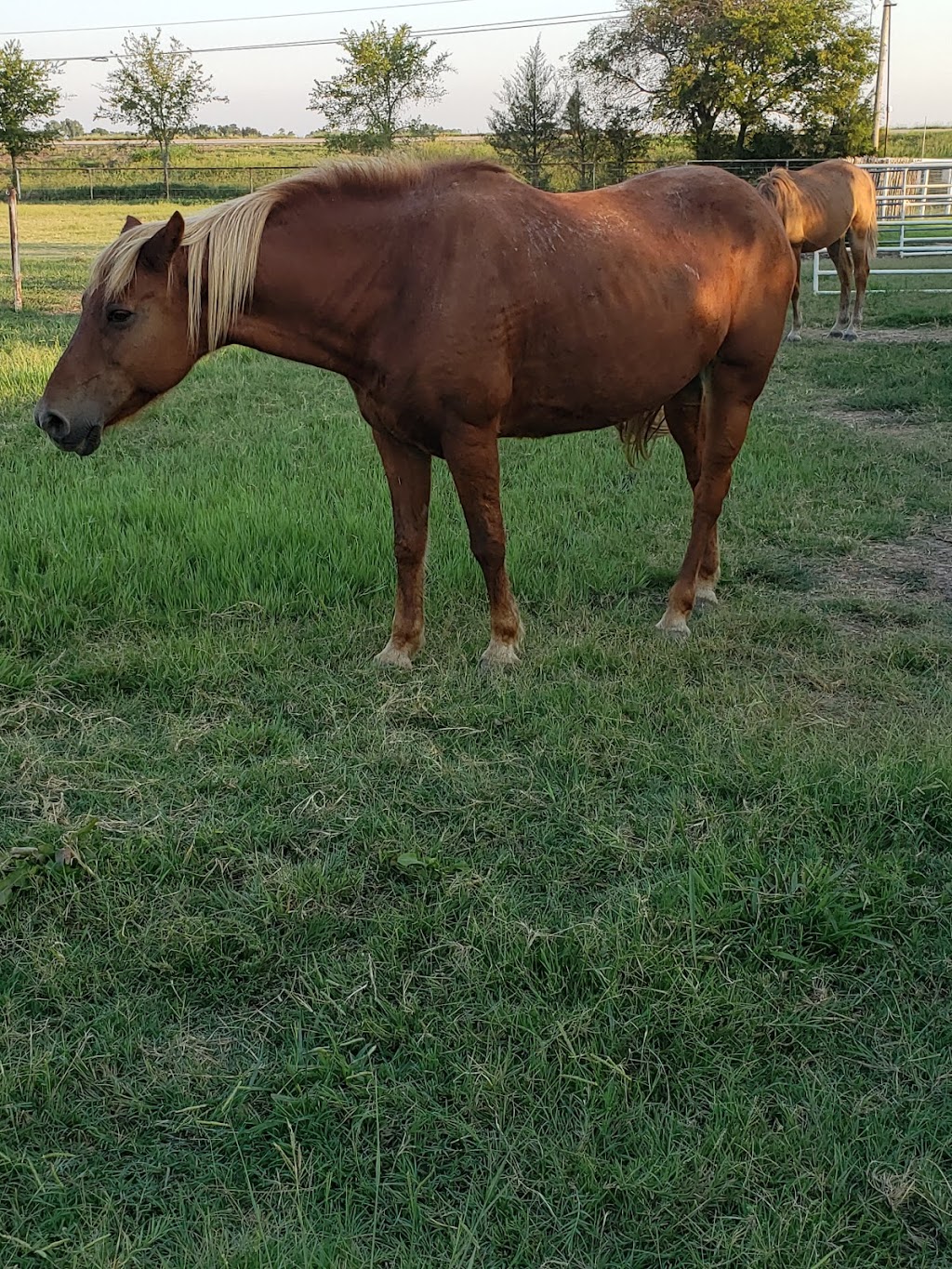 Twin Horn Ranch | 2856 US-380, Greenville, TX 75401, USA | Phone: (903) 423-6700