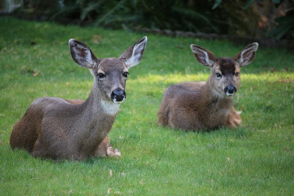 Mountaindale Sun Resort | North Plains, OR 97133 | Phone: (503) 647-2449