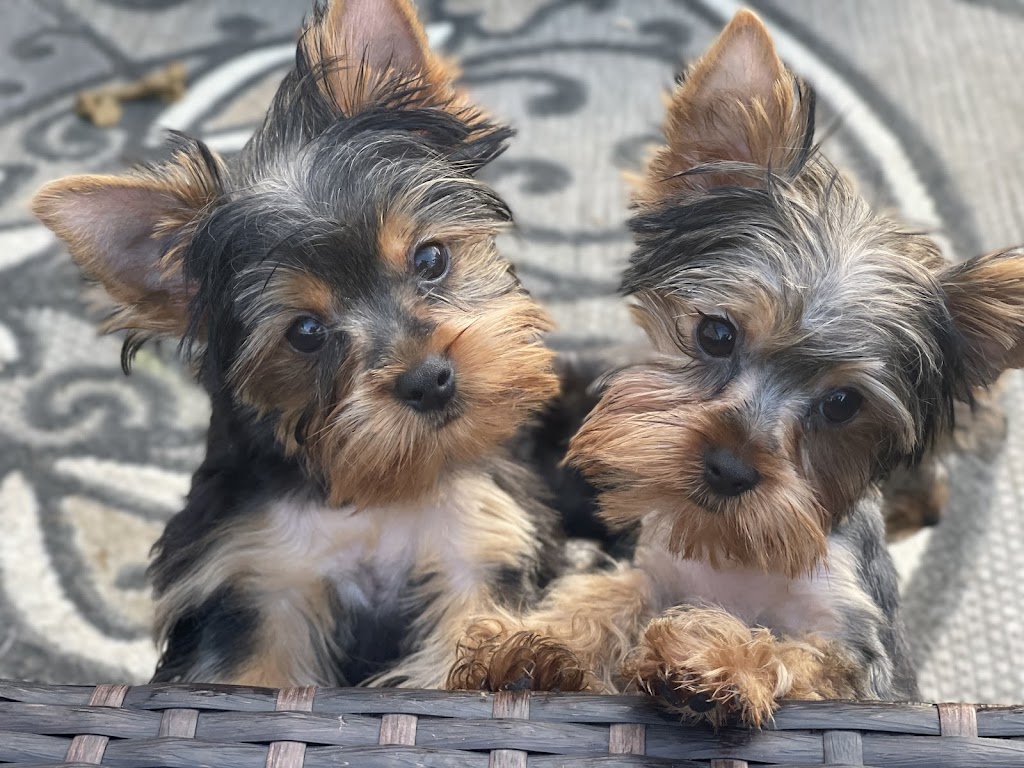 Yorkies of Austin | Gerald Ford St, Manor, TX 78653, USA | Phone: (512) 903-0982