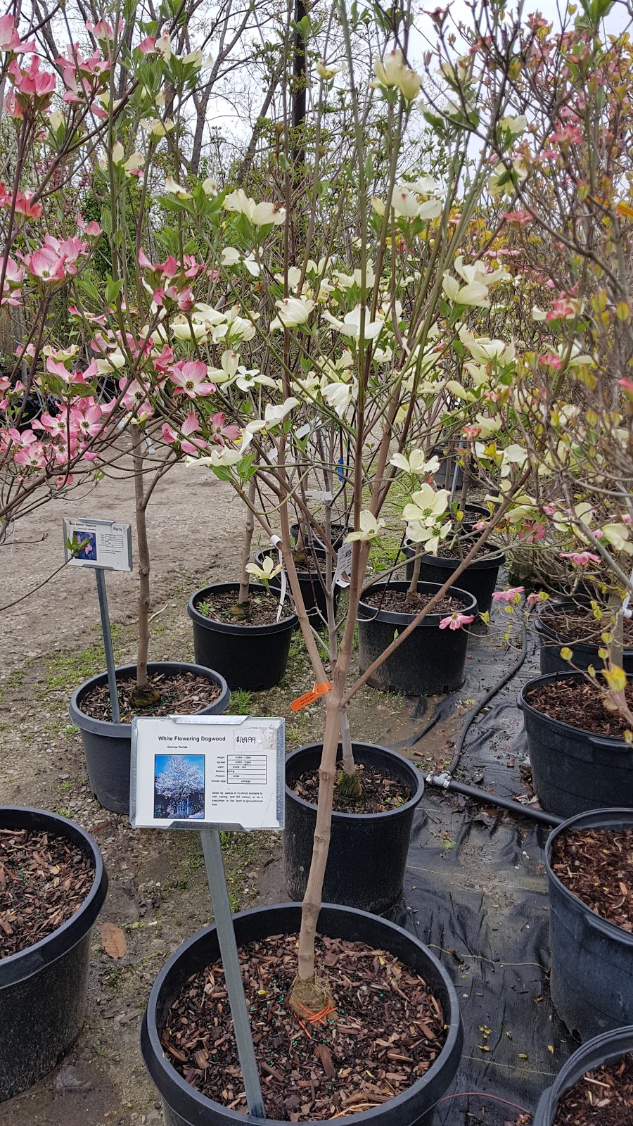 Provincial Nursery & Garden Centre | 2191 Provincial Rd, Windsor, ON N8W 5V7, Canada | Phone: (519) 969-4871