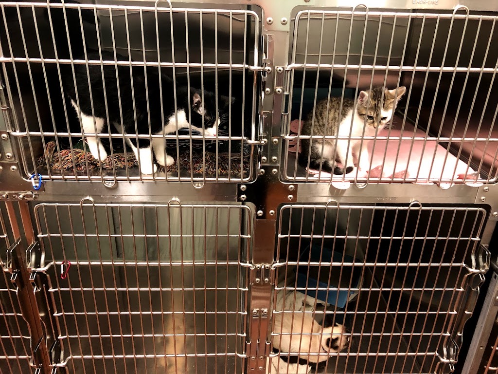 Bethel Community Pet Hospital | 680 W Plane St, Bethel, OH 45106, USA | Phone: (513) 734-7297