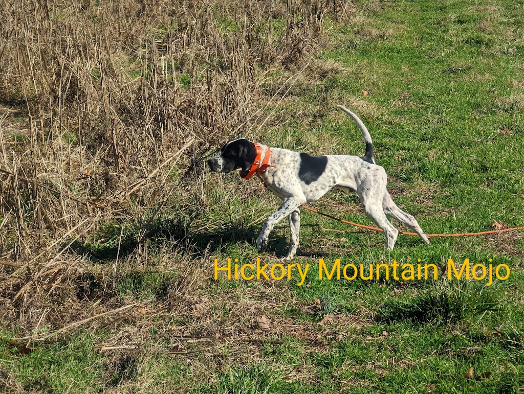 Hickory Mountain Upland Preserve | 1167 Hillside Dairy Rd, Pittsboro, NC 27312, USA | Phone: (919) 548-2930