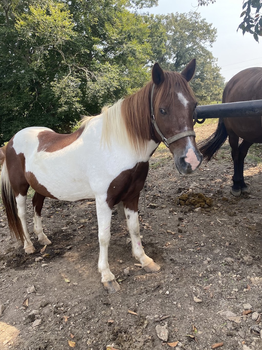 Natchez Trace Stables | 6691 Lick Creek Rd, Primm Springs, TN 38476, USA | Phone: (931) 682-3706