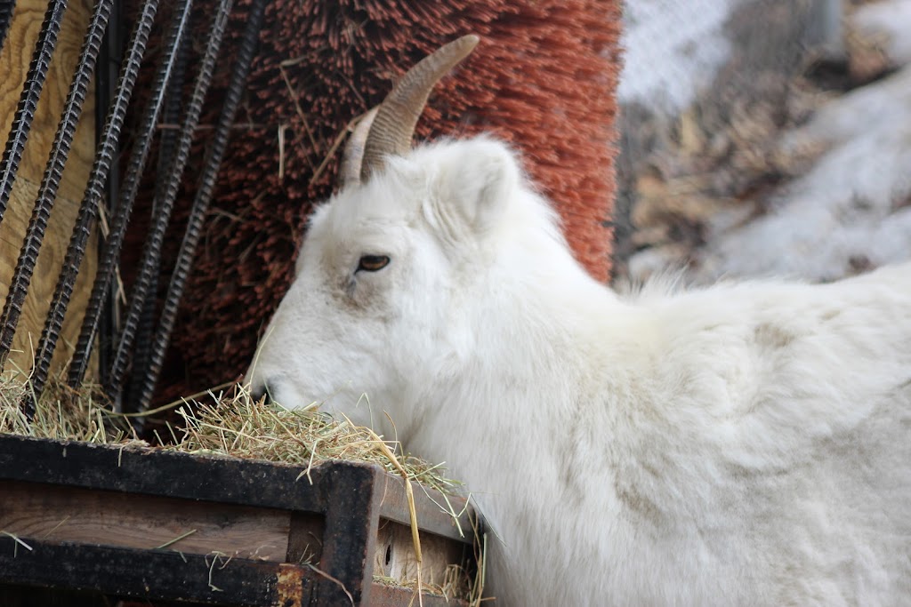 Dall Sheep Exhibit | Anchorage, AK 99507, USA | Phone: (907) 346-2133