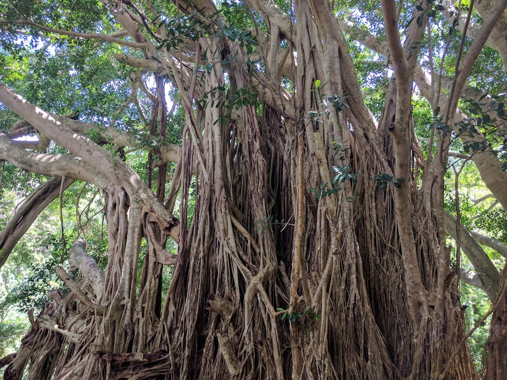 Mānoa Valley District Park | 2721 Kaaipu Ave, Honolulu, HI 96822, USA | Phone: (808) 768-6704