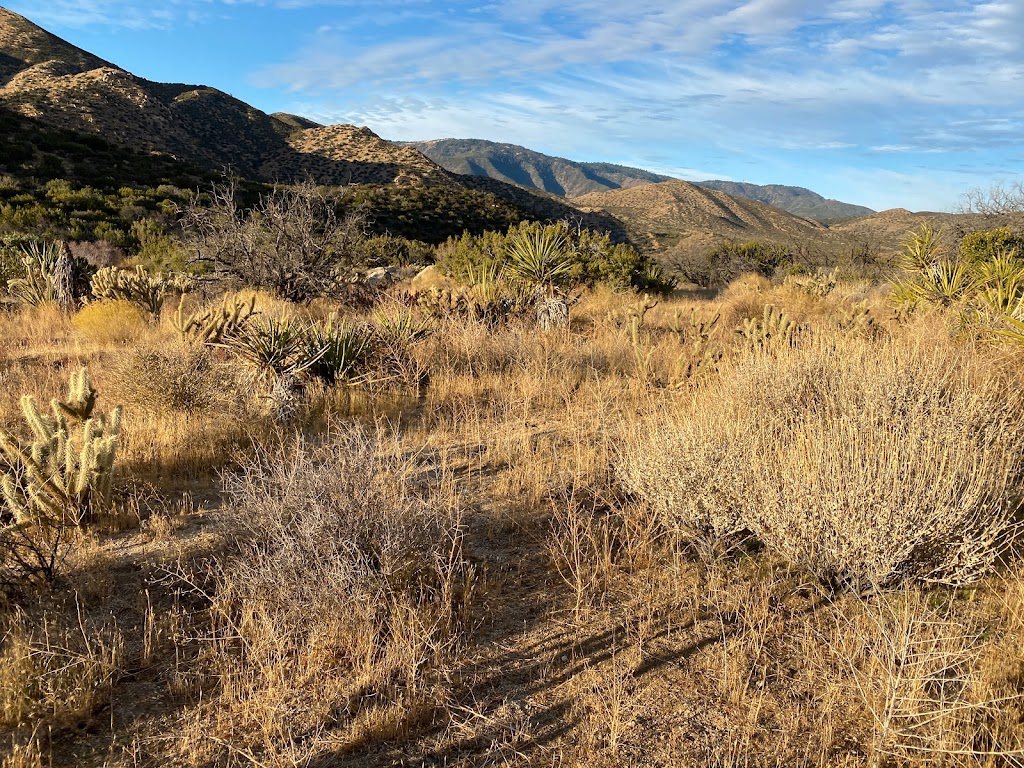 Jasper Trail to Grapevine Canyon | Ranchita, CA 92066, USA | Phone: (760) 767-4037